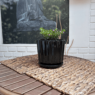 Plantas RV - Verónica tamaño S / Retiro en tienda