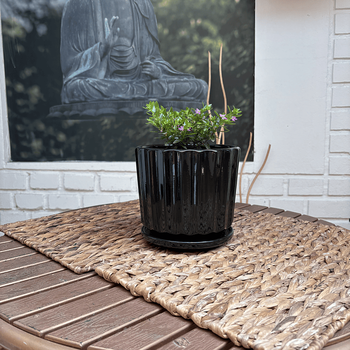 Plantas RV - Verónica tamaño S / Retiro en tienda 1