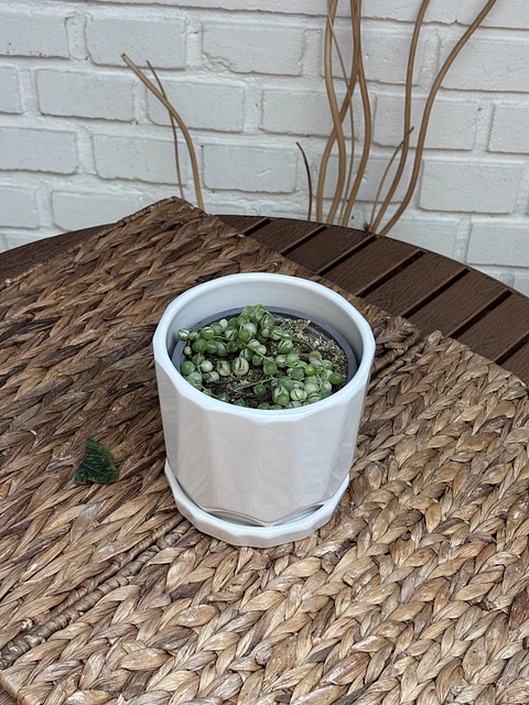 Plantas RV - Rosario Variegado tamaño S  