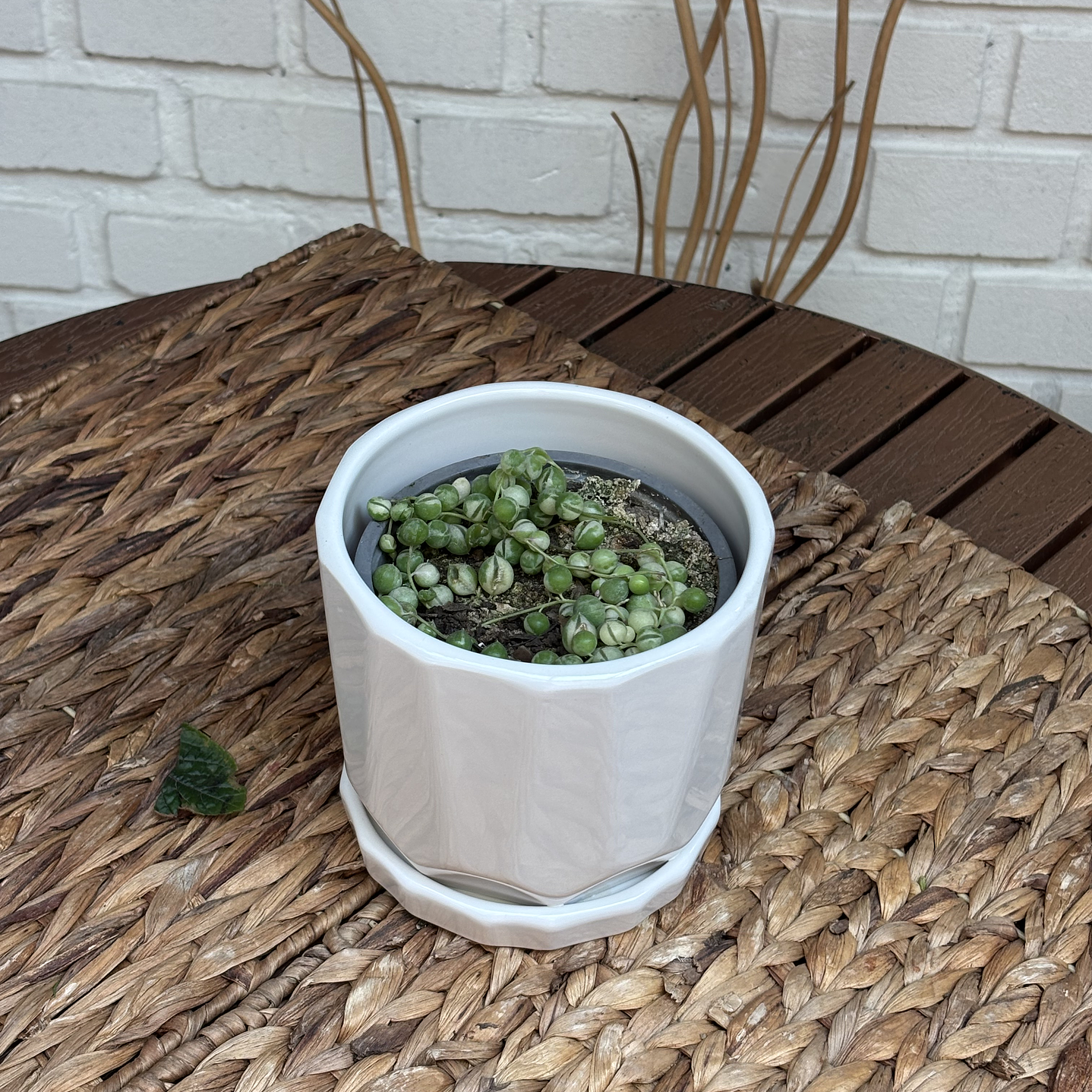 Plantas RV - Rosario Variegado tamaño S  / Retiro en tienda 1