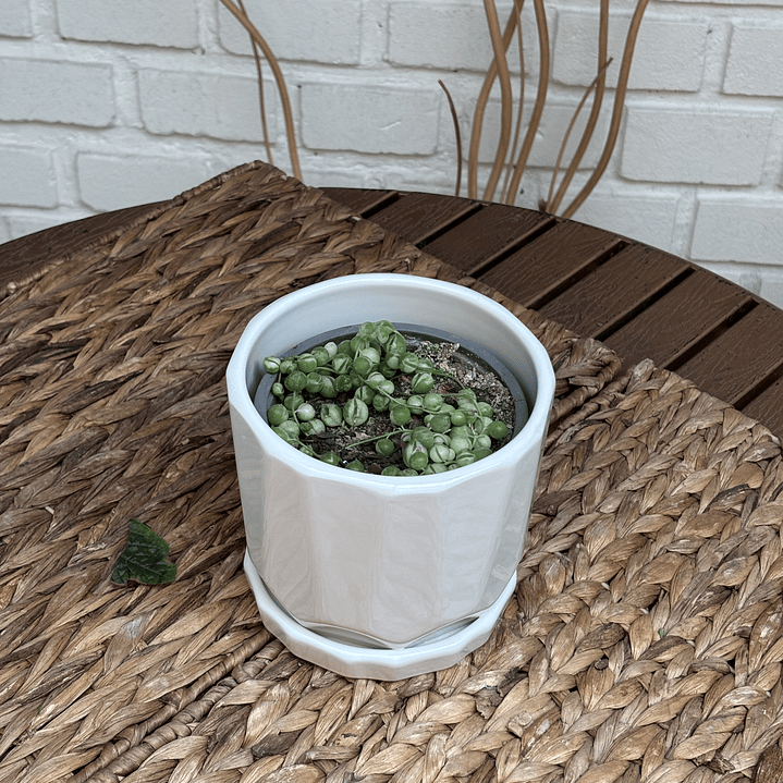 Plantas RV - Rosario Variegado tamaño S  / Retiro en tienda 1