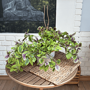 Plantas RV- Dólar Variegado tamaño L / Retiro en tienda