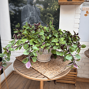 Plantas RV - Dólar Negro tamaño L / Retiro en tienda