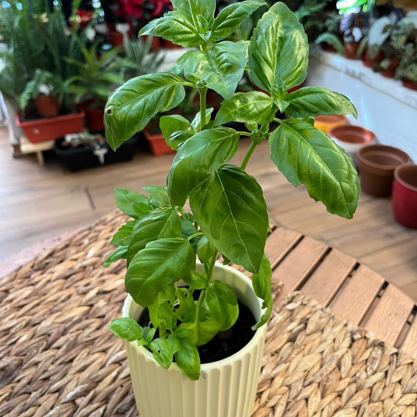 Plantas RV - Albahaca tamaño S / Retiro en tienda 1