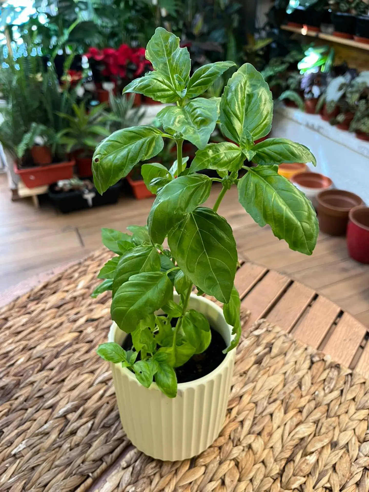 Plantas RV - Albahaca tamaño S 1