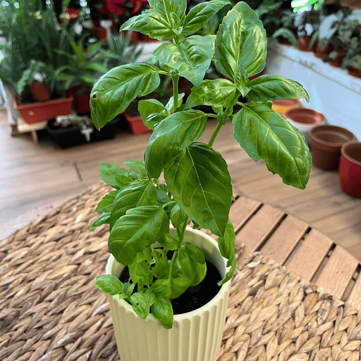 Plantas RV - Albahaca tamaño S / Retiro en tienda 1