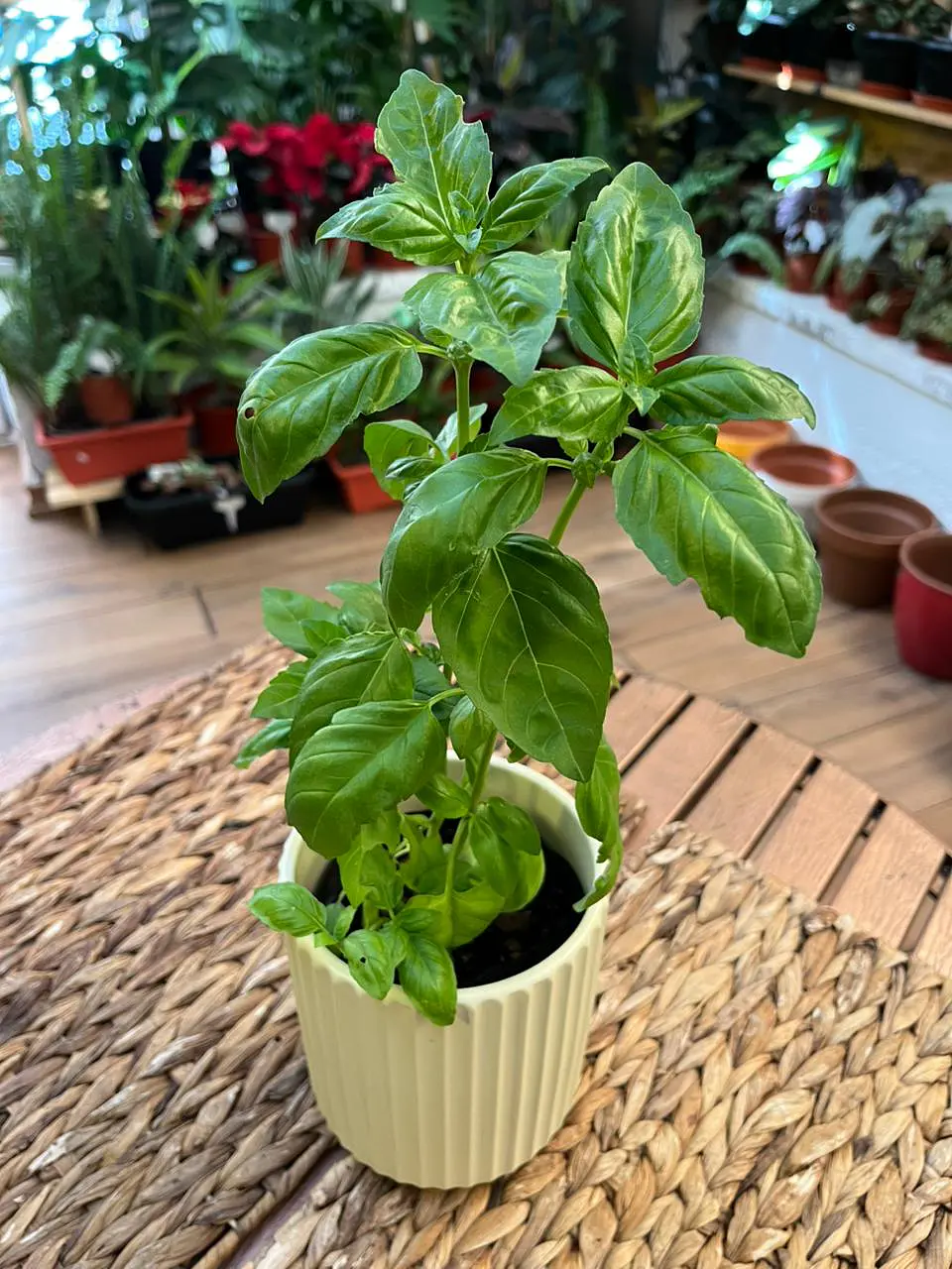 Plantas RV - Albahaca tamaño S 1