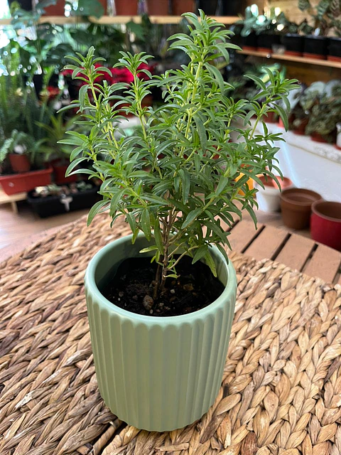 Plantas RV - Tomillo tamaño S 