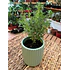Plantas RV - Tomillo tamaño S 