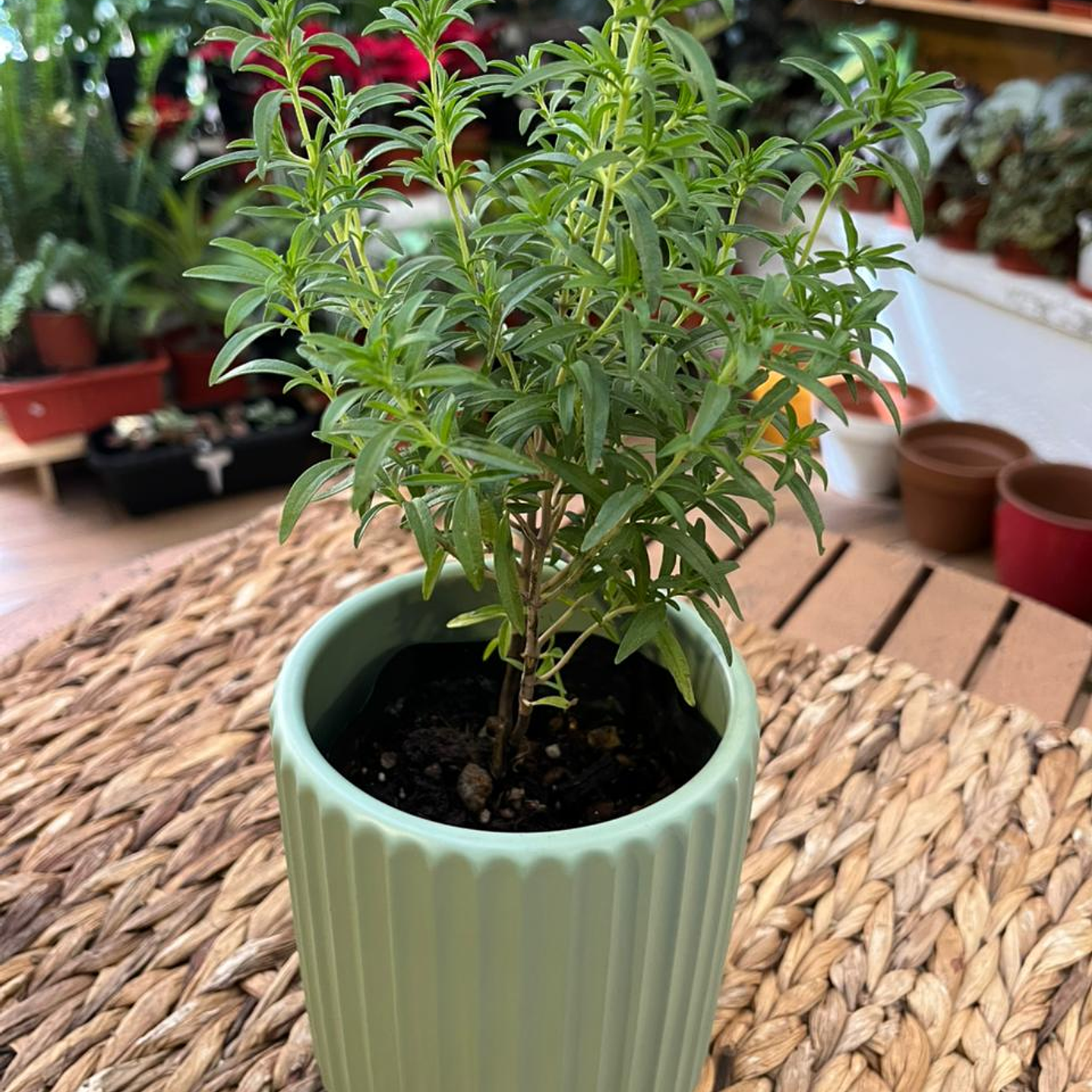 Plantas RV - Tomillo tamaño S / Retiro en tienda 1