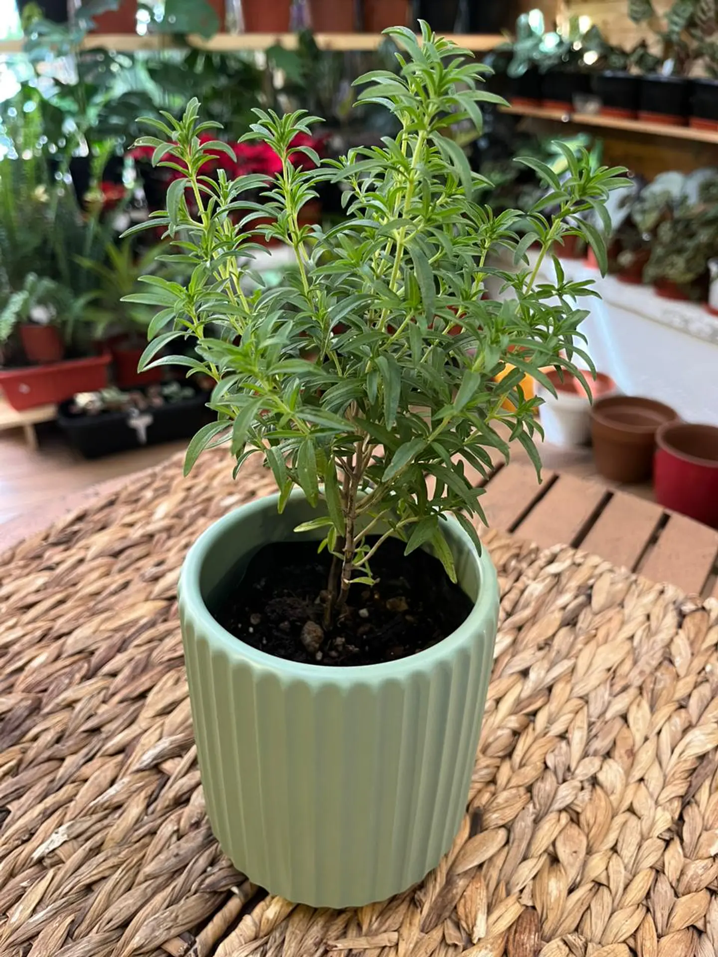 Plantas RV - Tomillo tamaño S  1
