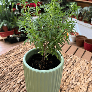 Plantas RV - Tomillo tamaño S / Retiro en tienda