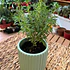 Plantas RV - Tomillo tamaño S 