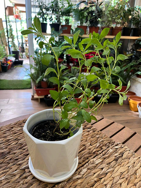 Plantas RV - Stevia tamaño S / Retiro en tienda