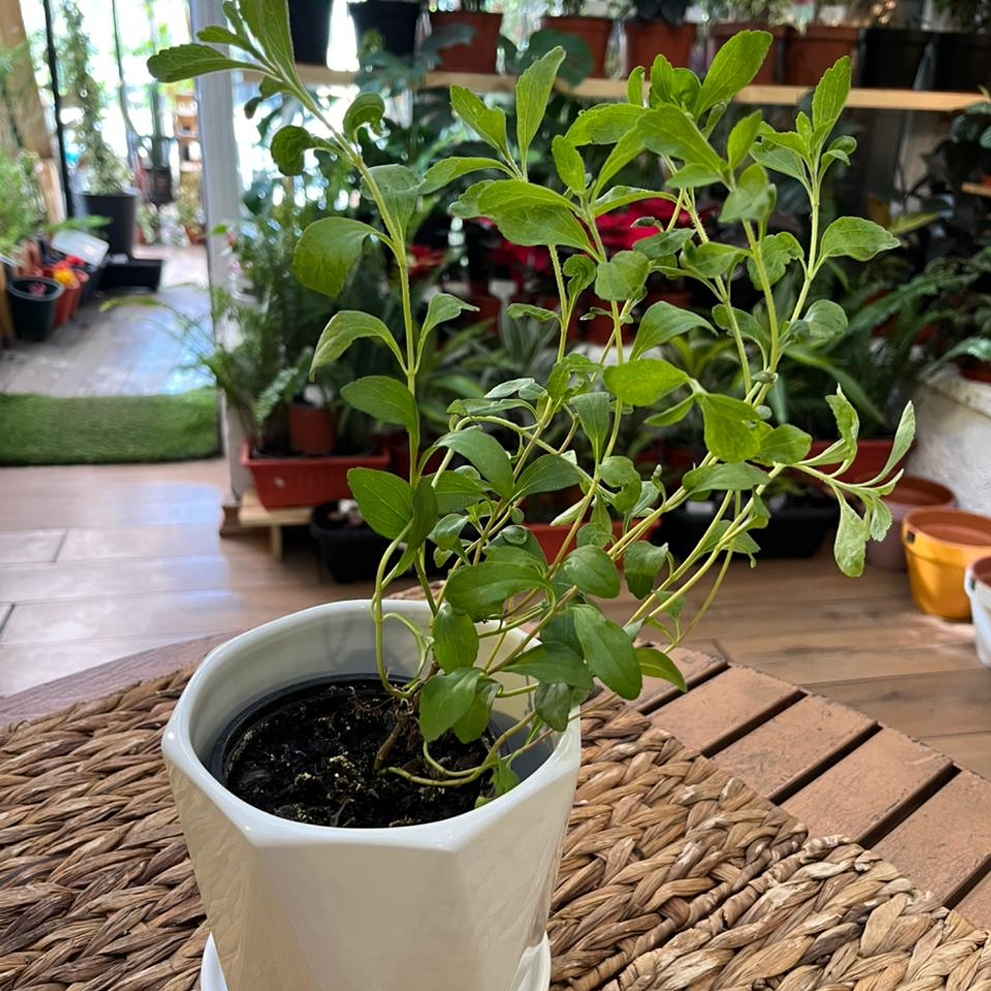 Plantas RV - Stevia tamaño S / Retiro en tienda 1