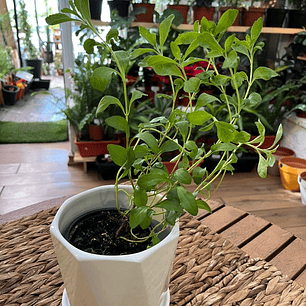 Plantas RV - Stevia tamaño S / Retiro en tienda