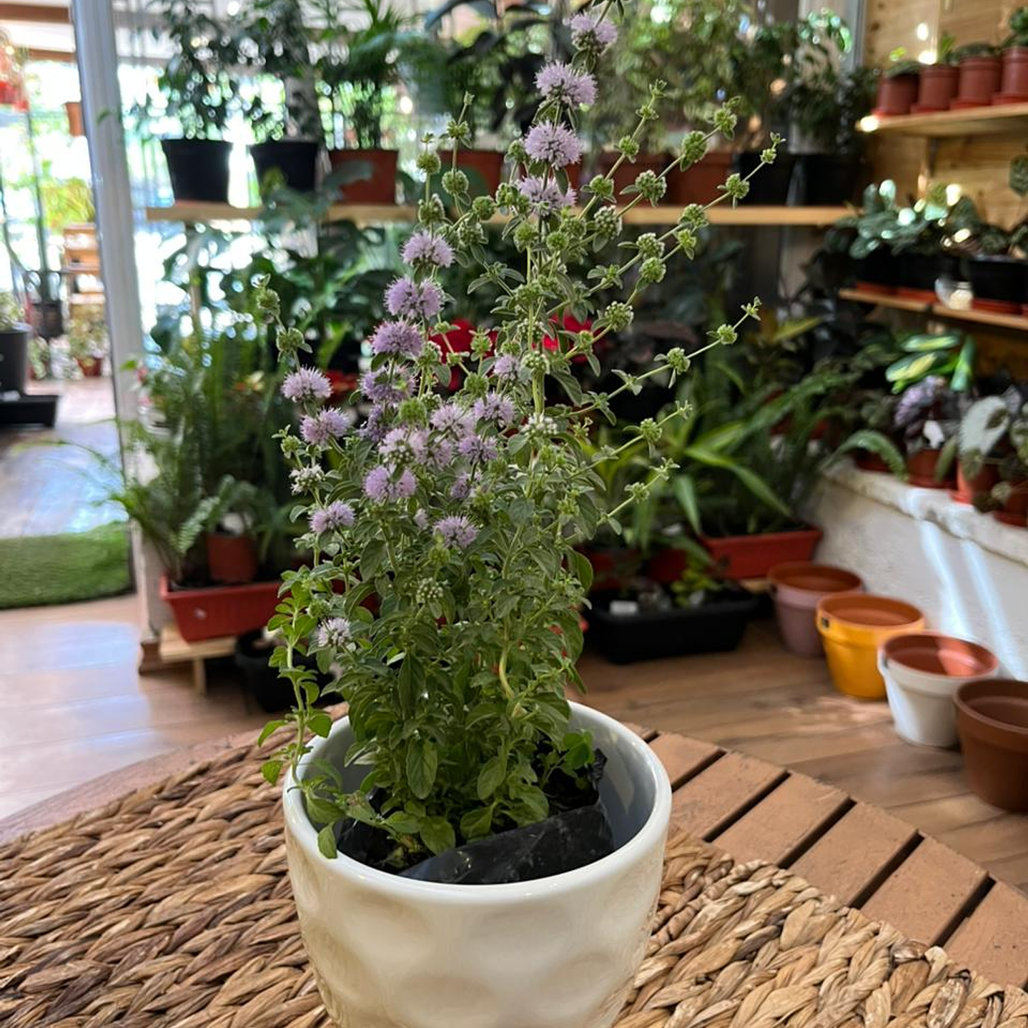 Plantas RV - Poleo tamaño S / Retiro solo en tienda  1