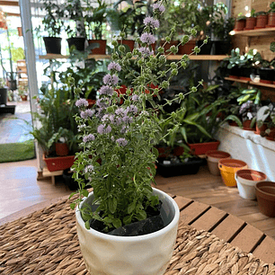Plantas RV - Poleo tamaño S / Retiro solo en tienda 