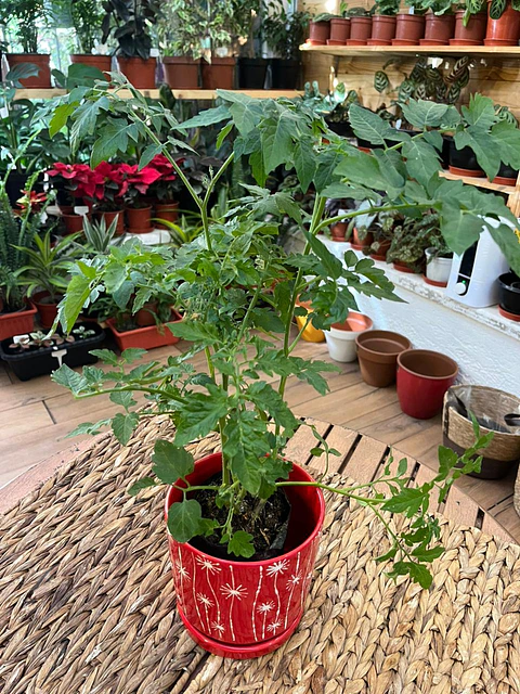 Plantas RV - Tomate tamaño S /sin maceta