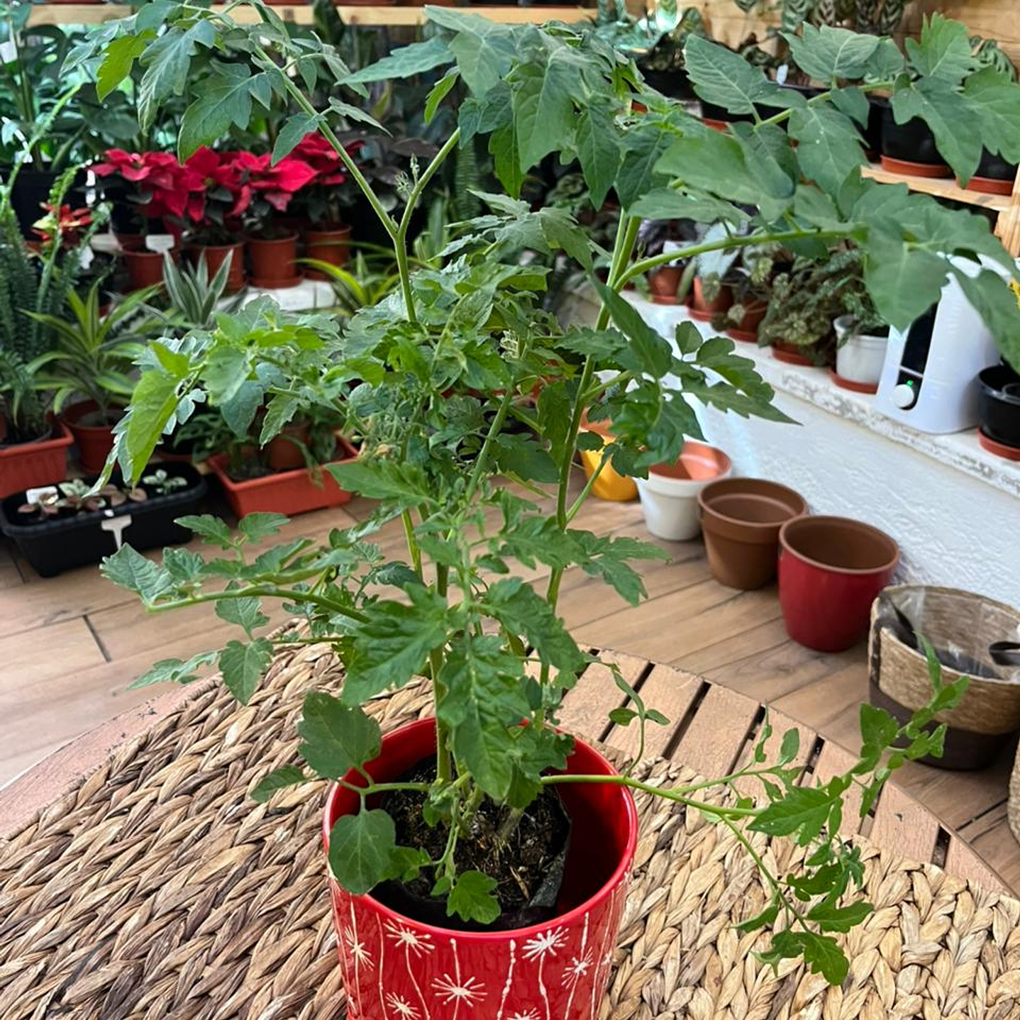 Plantas RV - Tomate tamaño S / Retiro en tienda 1