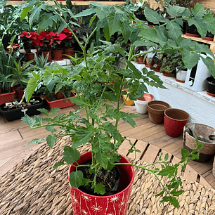 Plantas RV - Tomate tamaño S / Retiro en tienda