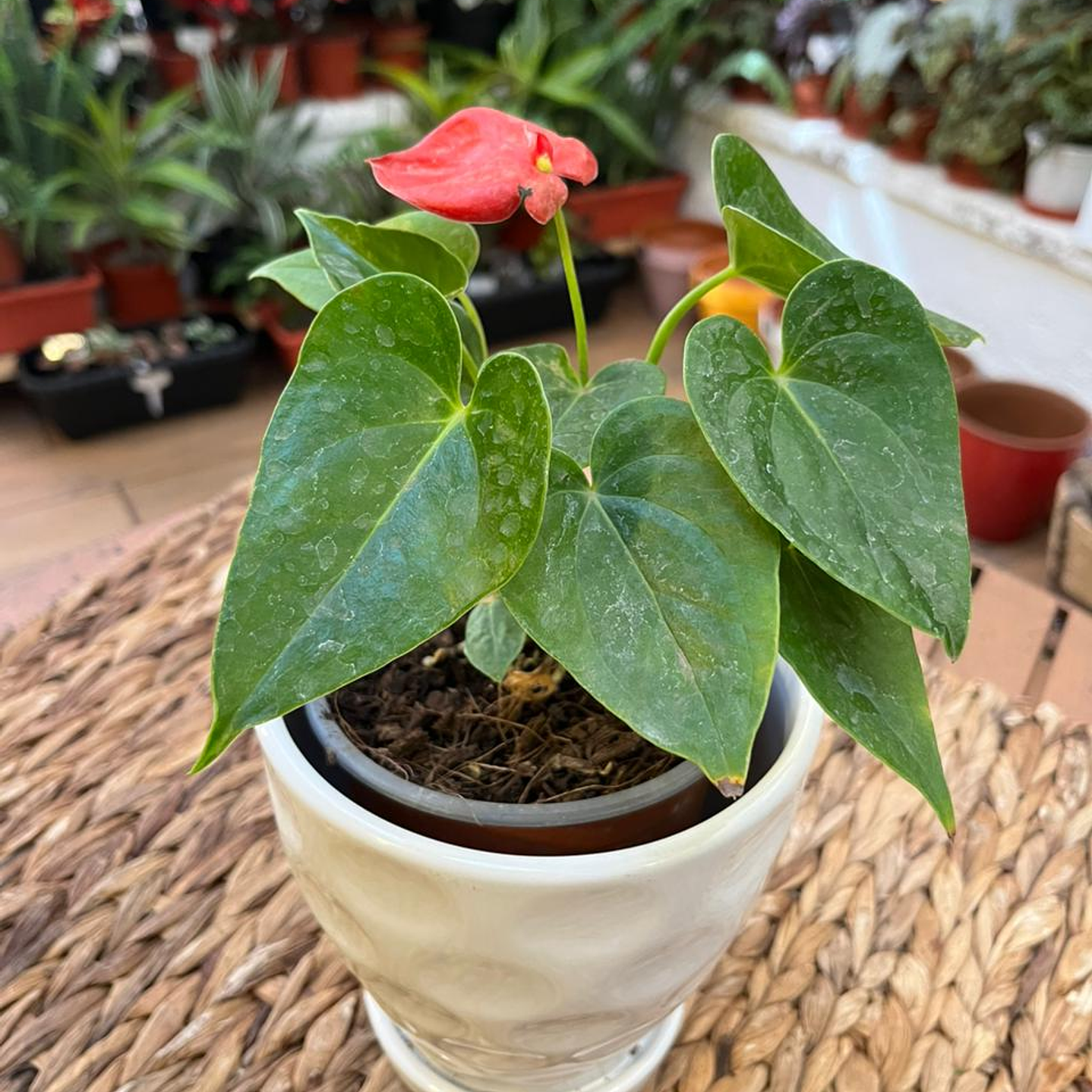 Plantas RV - Anturio tamaño S / Retiro en tienda 1