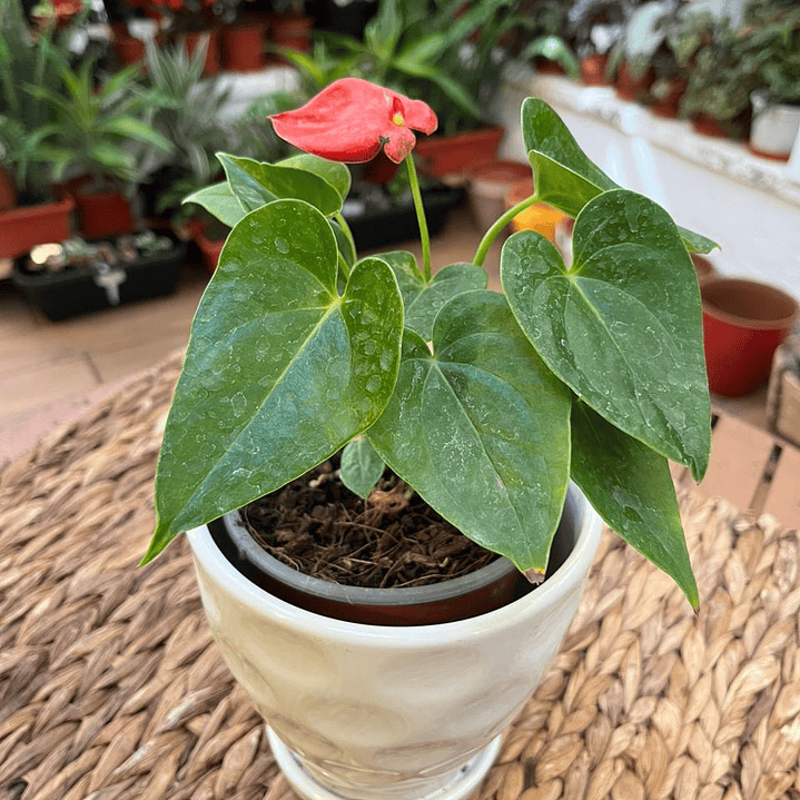 Plantas RV - Anturio tamaño S / Retiro en tienda 1