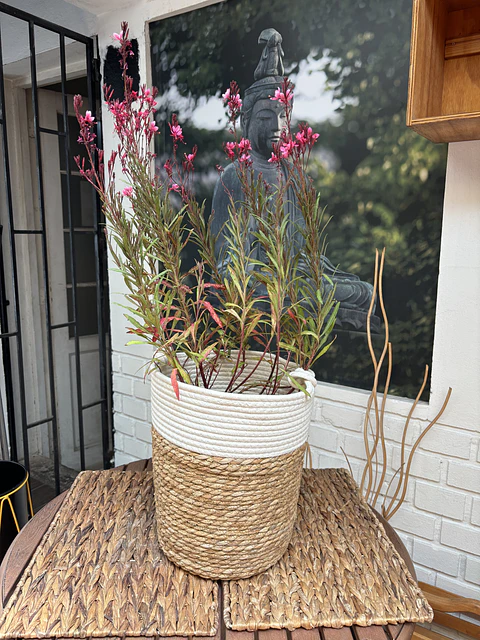 Plantas RV - Gaura tamaño L / Retiro solo en tienda 
