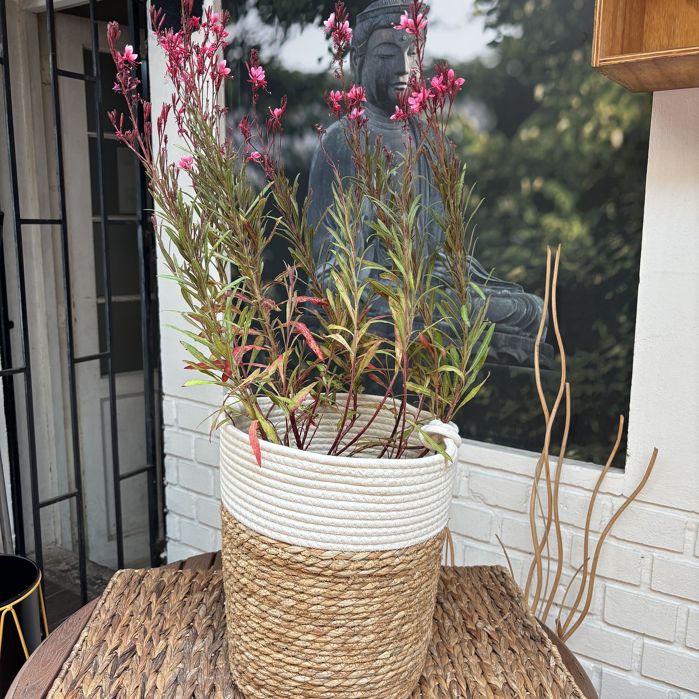 Plantas RV - Gaura tamaño L / Retiro solo en tienda  1
