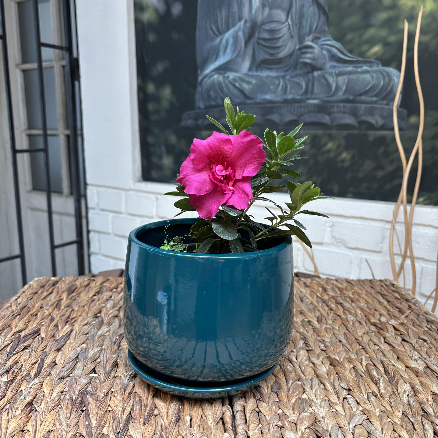 Plantas RV - Azalea tamaño S / Retiro solo en tienda  1