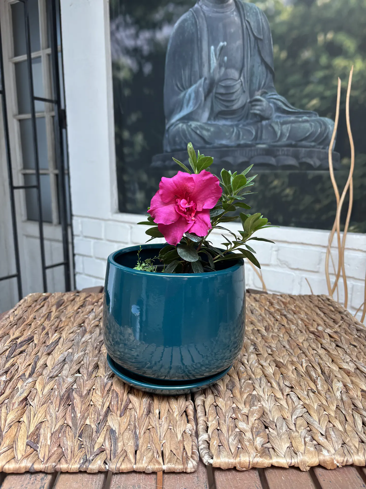 Plantas RV - Azalea tamaño S / Retiro solo en tienda  1