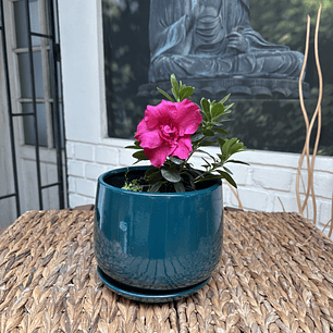 Plantas RV - Azalea tamaño S / Retiro solo en tienda 