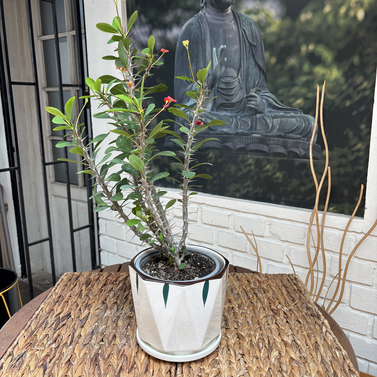 Plantas RV - Corona de Cristo tamaño M / Retiro solo en tienda  1