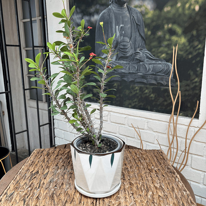 Plantas RV - Corona del Inca Variegada tamaño M / Retiro solo en tienda  2