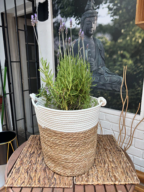 Plantas RV - Lavanda Francesa tamaño L / Retiro en tienda