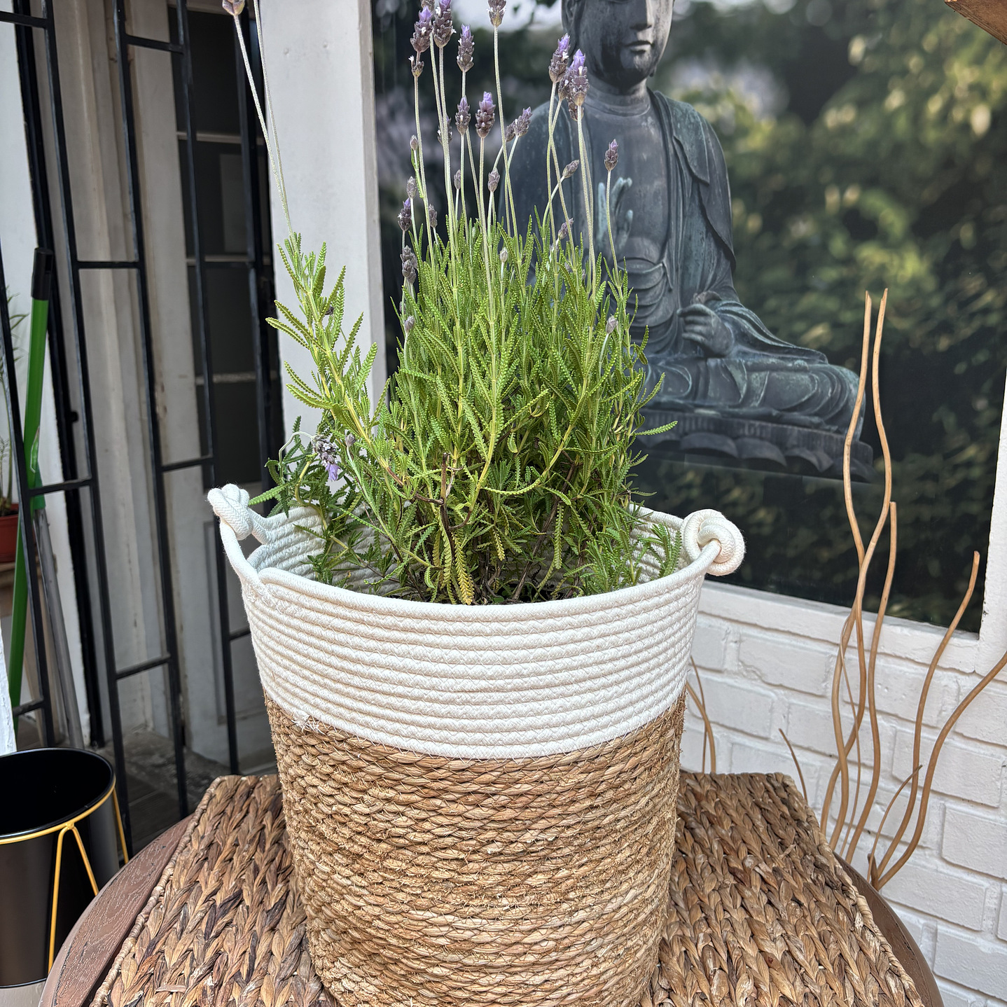 Plantas RV - Lavanda Francesa tamaño L / Retiro en tienda 1