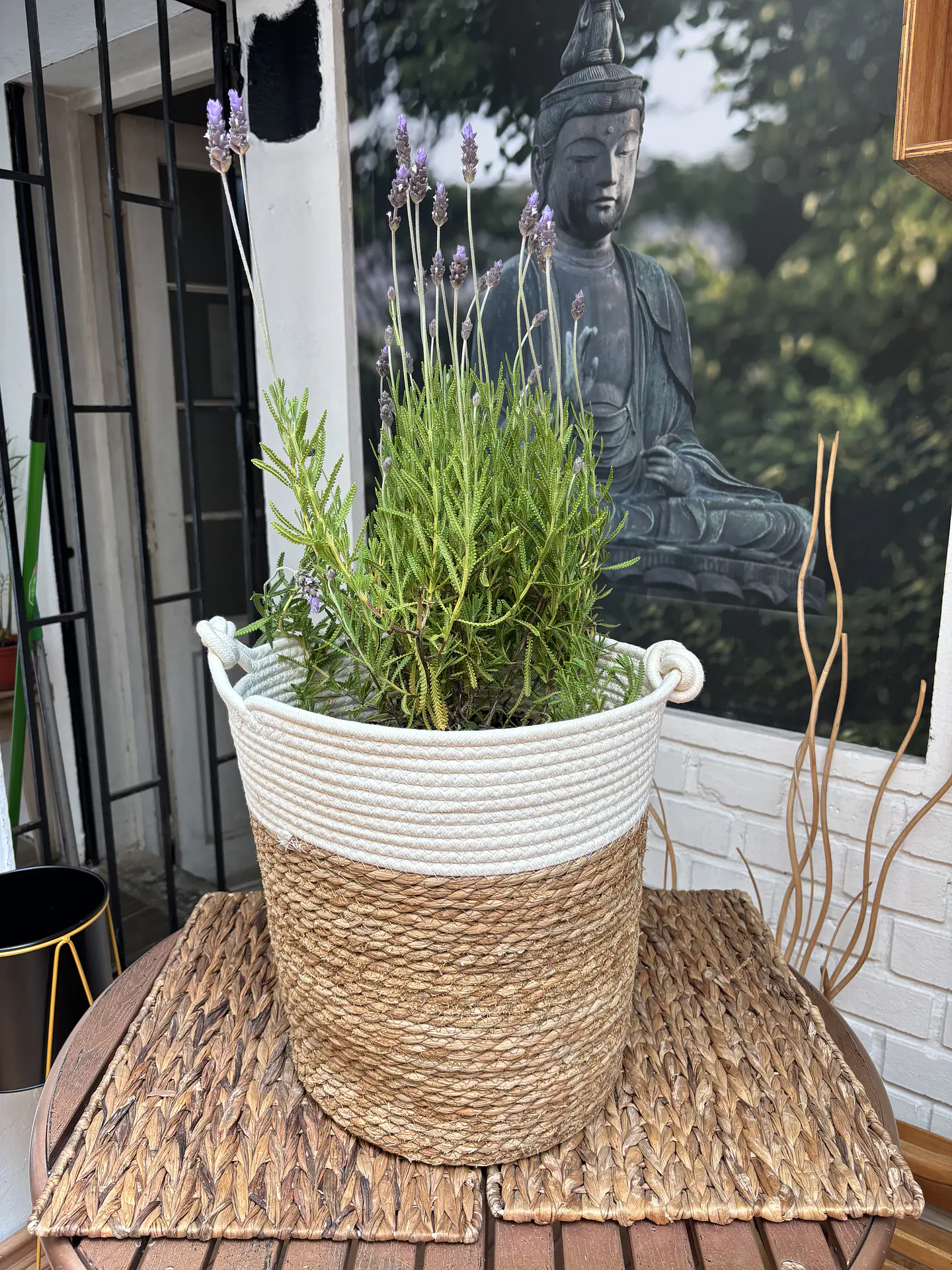 Plantas RV - Lavanda Francesa tamaño L / Retiro en tienda 1