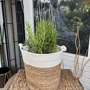 Plantas RV - Lavanda Francesa tamaño L / Retiro en tienda