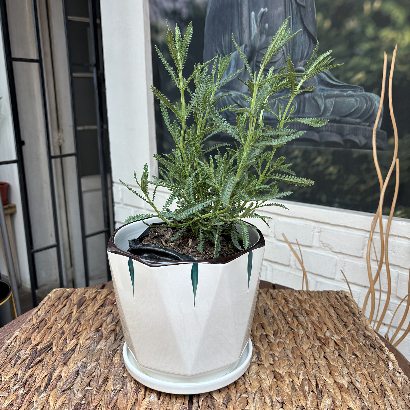 Plantas RV - Lavanda Francesa tamaño M / Retiro en tienda 1