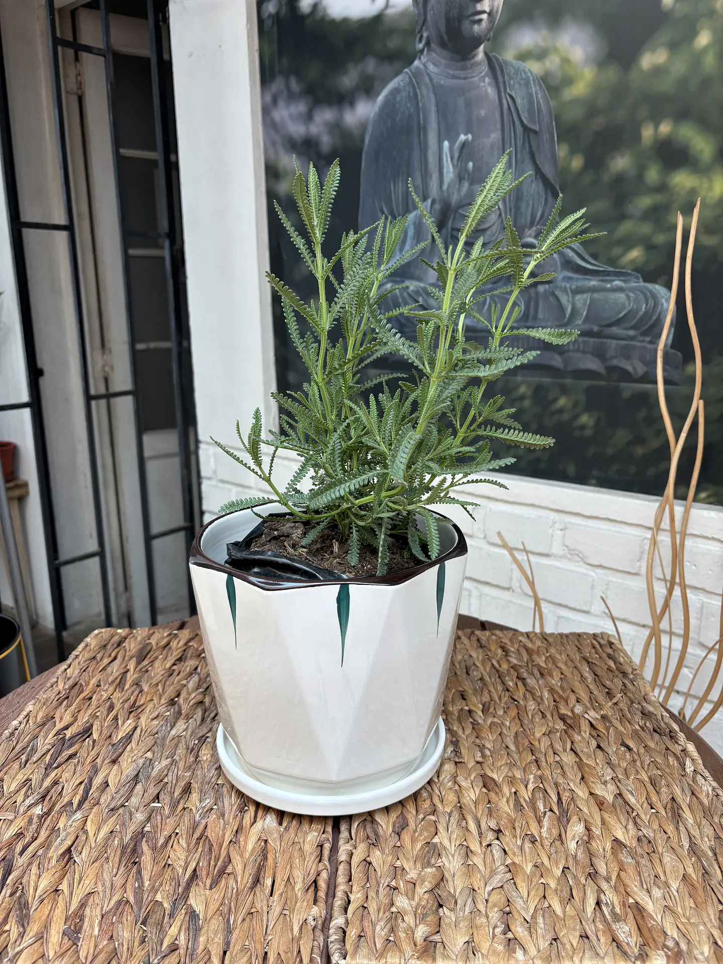 Plantas RV - Lavanda Francesa tamaño M / Retiro en tienda 1