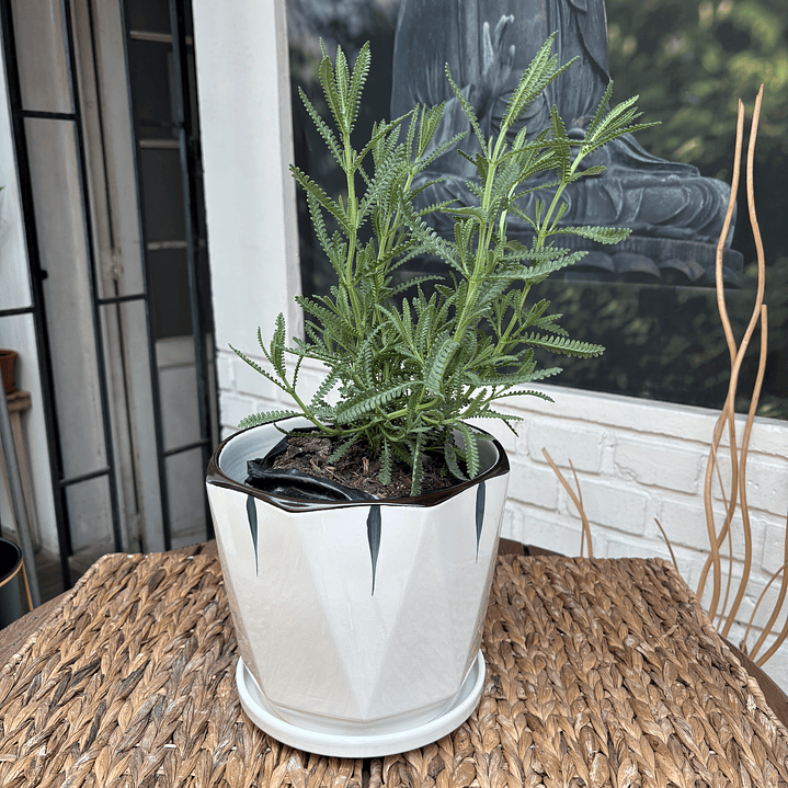 Plantas RV - Lavanda Francesa tamaño M / Retiro en tienda 1