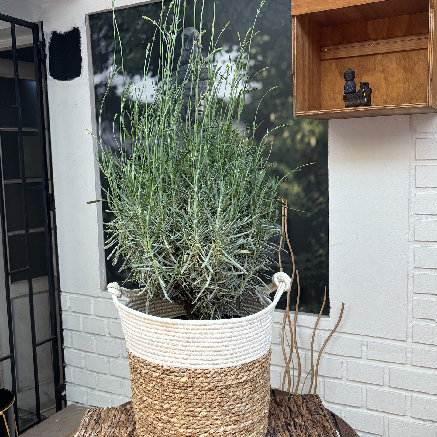 Plantas RV - Lavanda Inglesa tamaño M / Retiro solo en tienda  1