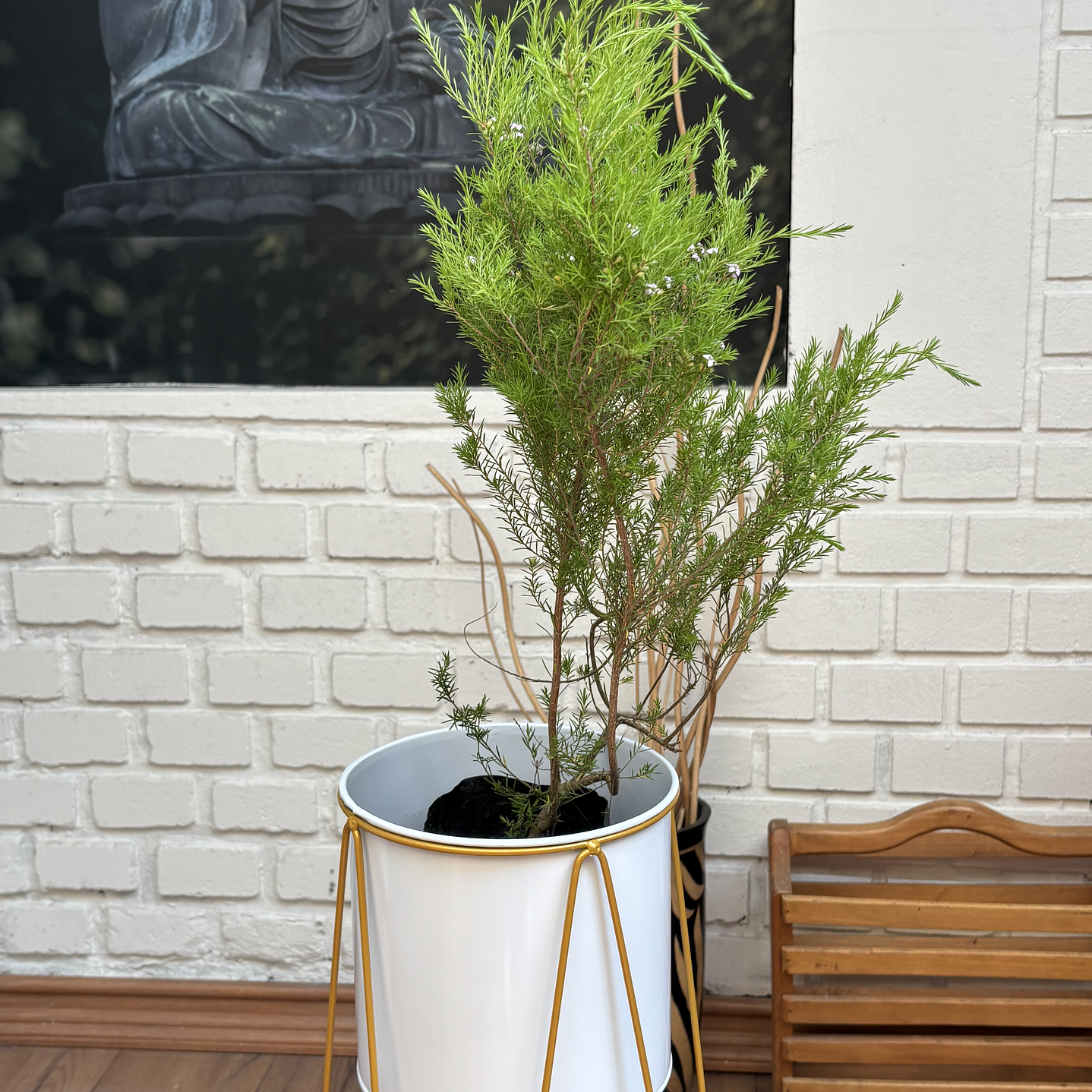 Plantas RV - Diosma tamaño S / Retiro solo en tienda  1