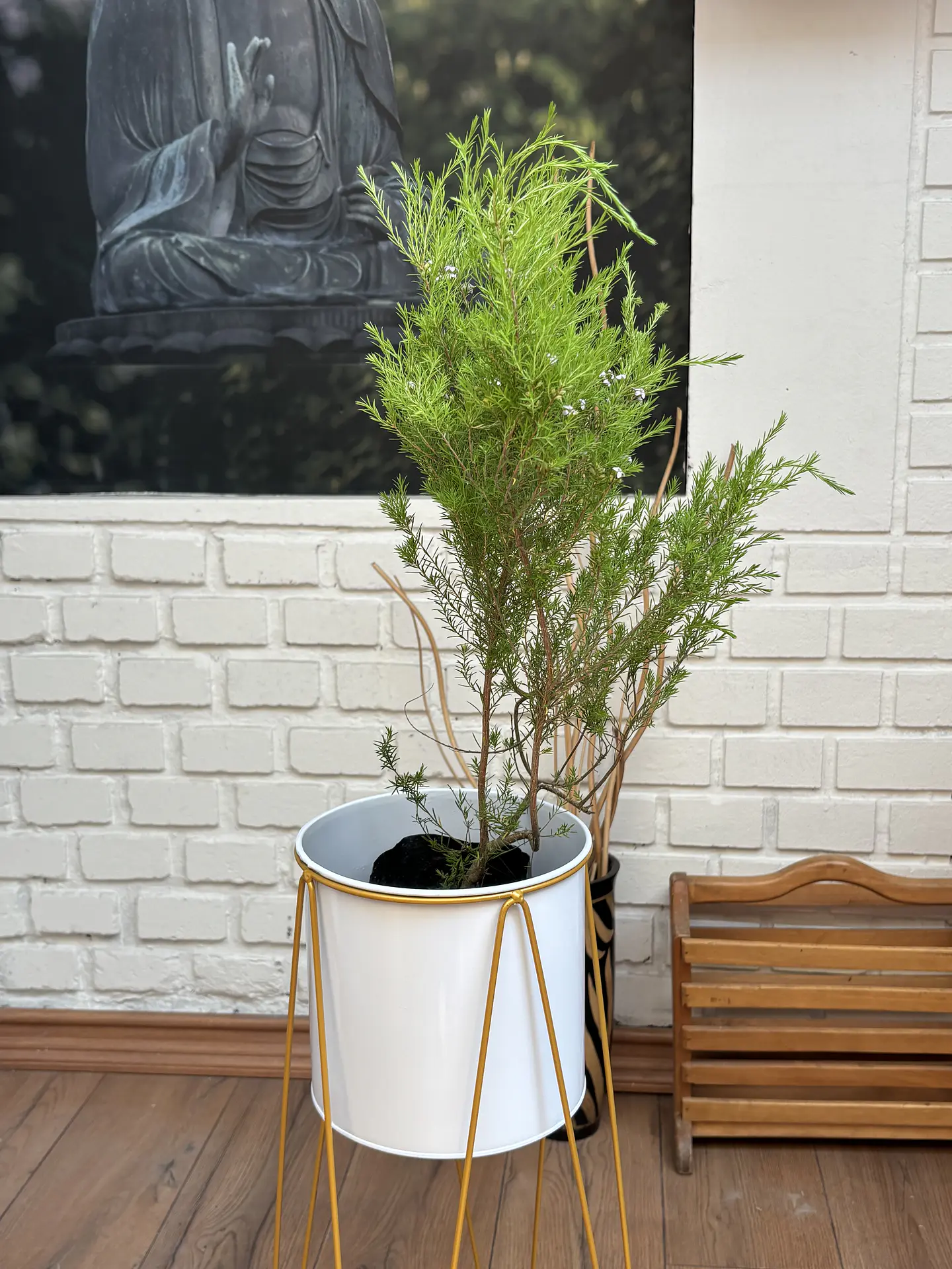 Plantas RV - Diosma tamaño S / Retiro solo en tienda  1