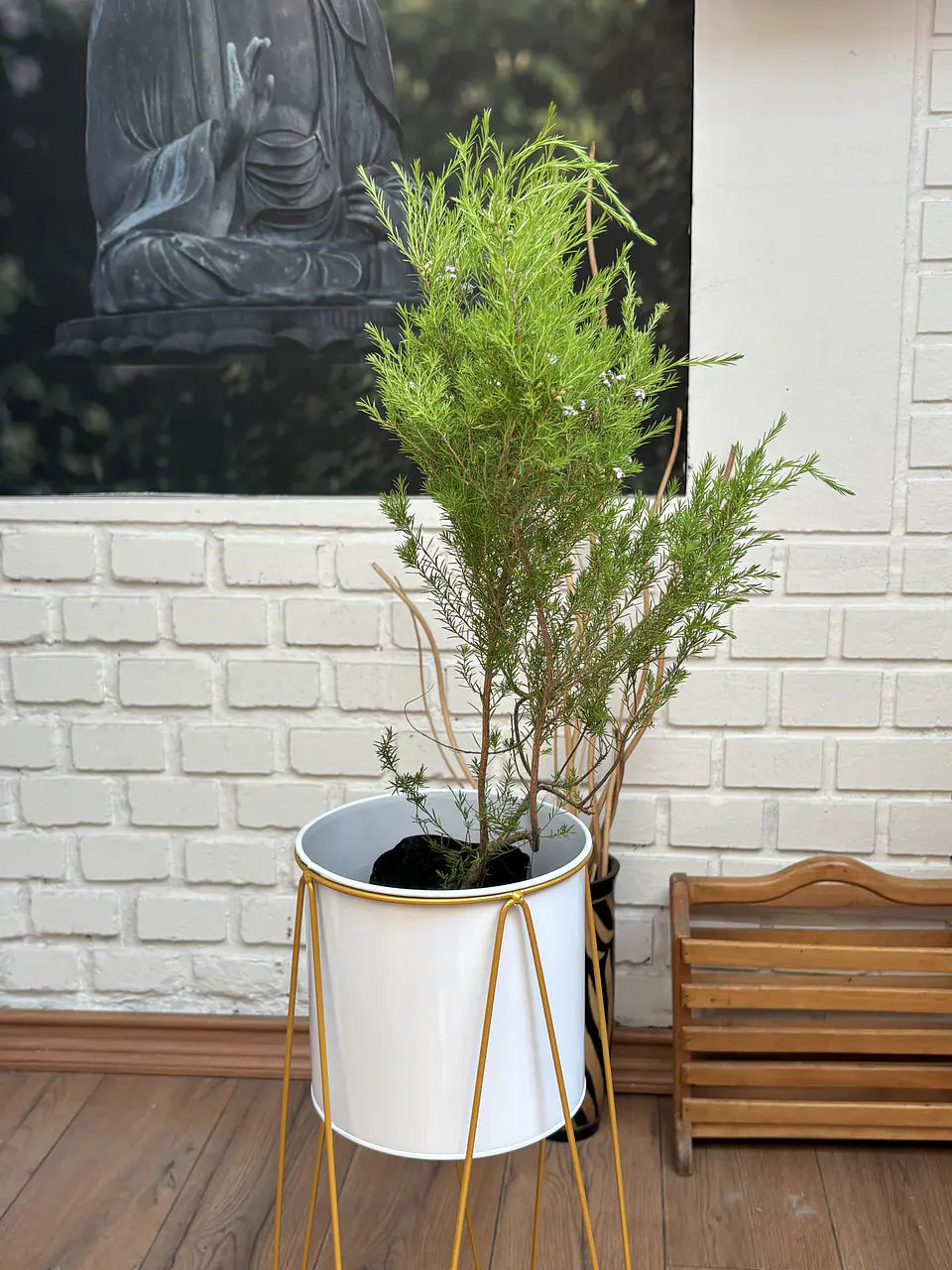 Plantas RV - Diosma tamaño S / Retiro solo en tienda  1