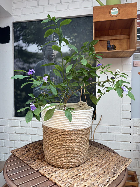 Plantas RV - Diamelo tamaño L / Retiro solo en tienda 