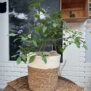 Plantas RV - Diamelo tamaño L / Retiro solo en tienda 