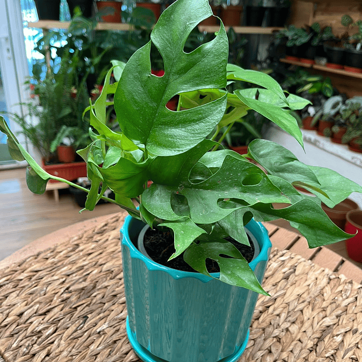 Plantas RV - Rhaphidophora tamaño M / Retiro en tienda 1