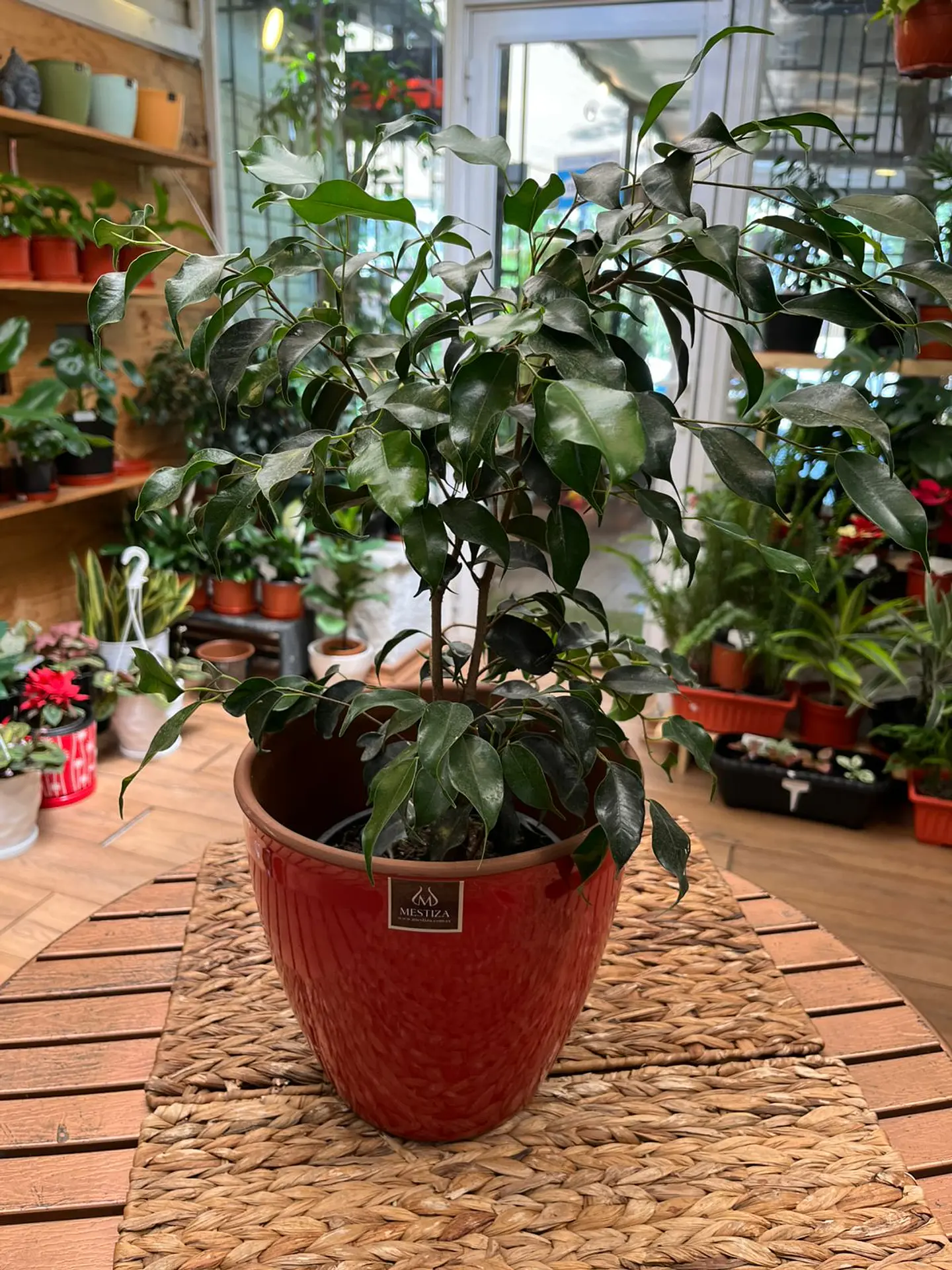 Plantas RV - Ficus Benjamina tamaño S  1