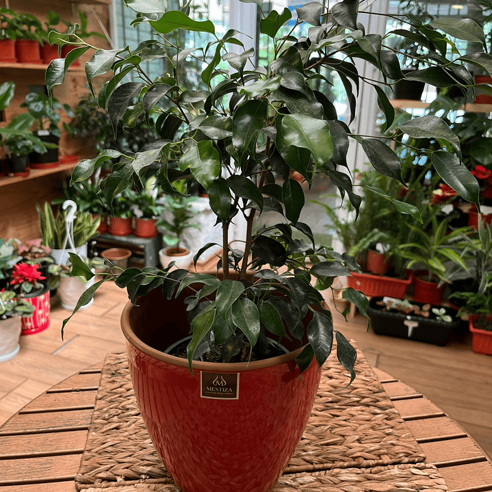Plantas RV - Ficus tamaño S / Retiro en tienda 1